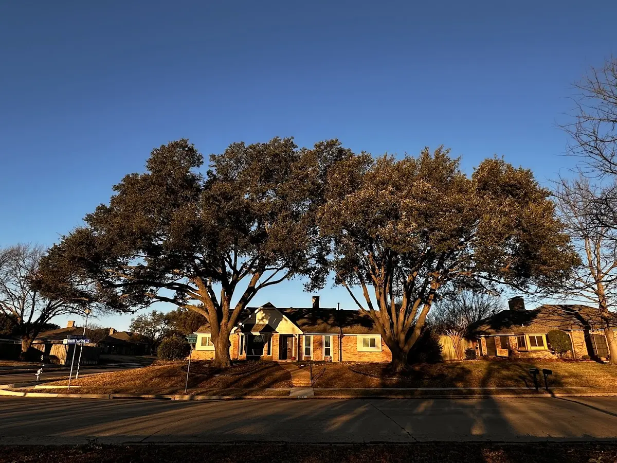 Established residential canopy tree shading a home in Buskirk